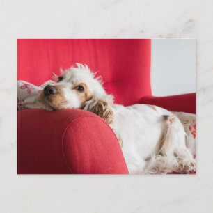 Carte Postale ecs orange et blanc chillin