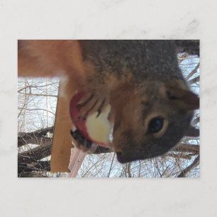 Carte postale écureuil