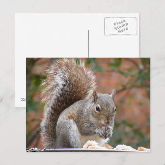 Carte Postale Écureuil (Devant / Derrière)