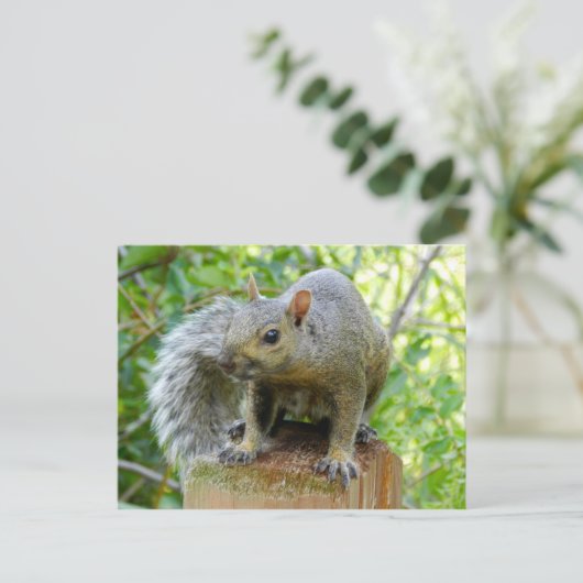Carte postale écureuil (Debout devant)