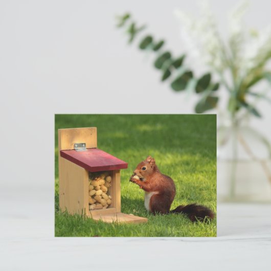 Carte Postale Écureuil (Debout devant)