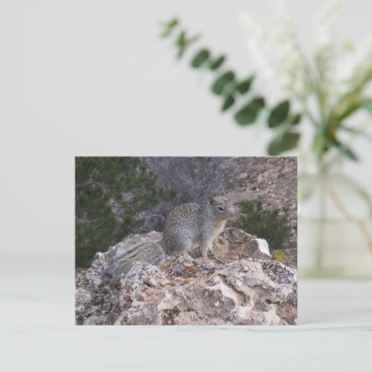 Carte Postale Écureuil (Debout devant)