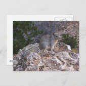 Carte Postale Écureuil (Devant / Derrière)