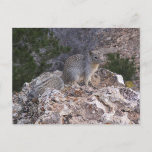 Carte Postale Écureuil