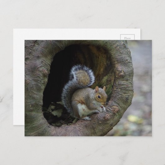 Carte postale écureuil (Devant / Derrière)