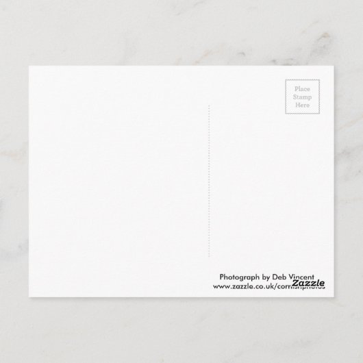 Carte postale écureuil (Dos)