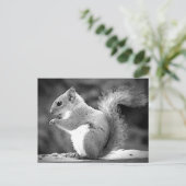 Carte Postale Écureuil (Debout devant)