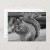 Carte Postale Écureuil (Devant / Derrière)