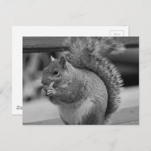 Carte Postale Écureuil (Devant / Derrière)