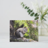 Carte Postale Écureuil (Debout devant)