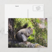 Carte Postale Écureuil (Devant / Derrière)