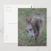 Carte Postale Écureuil (Devant / Derrière)