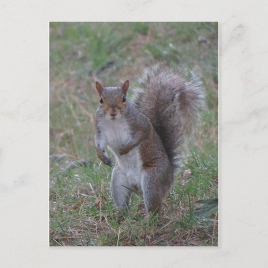 Carte Postale Écureuil (Devant)