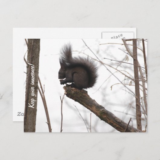Carte Postale Écureuil (Devant / Derrière)
