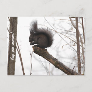 Carte Postale Écureuil