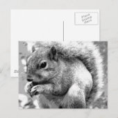 Carte Postale Écureuil (Devant / Derrière)