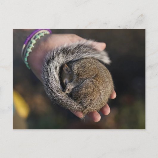 Carte Postale Écureuil (Devant)
