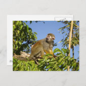 Carte Postale écureuil (Devant / Derrière)