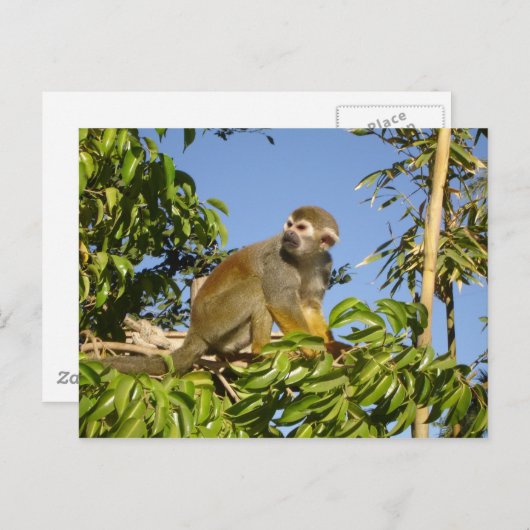 Carte Postale écureuil (Devant / Derrière)