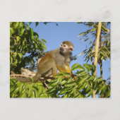 Carte Postale écureuil (Devant)