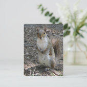 Carte Postale Écureuil (Debout devant)