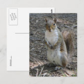 Carte Postale Écureuil (Devant / Derrière)