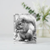 Carte Postale Écureuil (Debout devant)