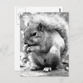 Carte Postale Écureuil (Devant / Derrière)