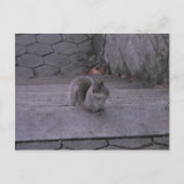 Carte Postale Écureuil (Devant)