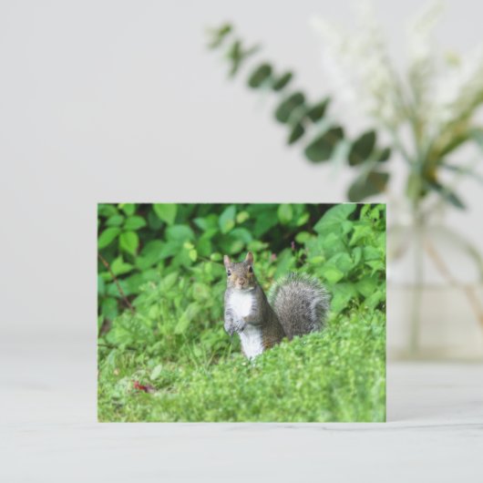 Carte Postale Écureuil (Debout devant)