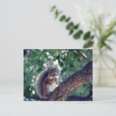 Carte Postale Écureuil (Debout devant)