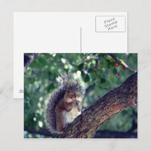 Carte Postale Écureuil (Devant / Derrière)