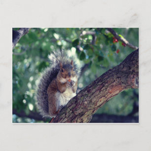 Carte Postale Écureuil