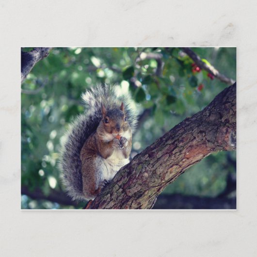 Carte Postale Écureuil (Devant)
