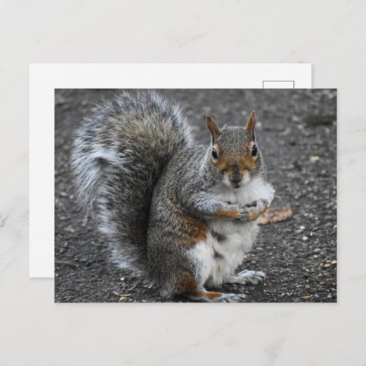 Carte Postale Écureuil (Devant / Derrière)