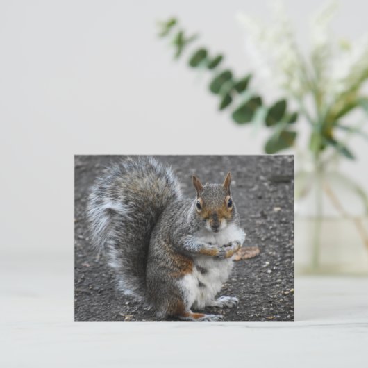 Carte Postale Écureuil (Debout devant)