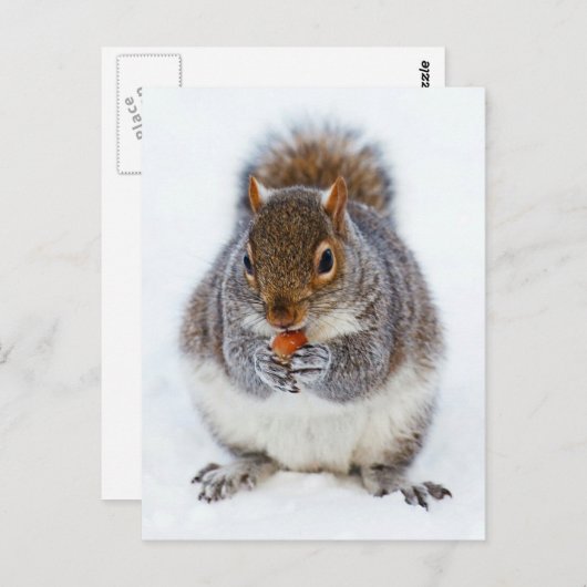Carte Postale Écureuil (Devant / Derrière)