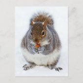 Carte Postale Écureuil (Devant)