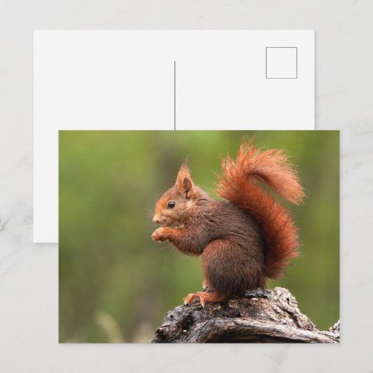 Carte Postale Écureuil (Devant / Derrière)