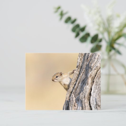 Carte Postale Écureuil (Debout devant)