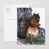 Carte Postale Écureuil (Devant / Derrière)