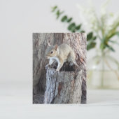 Carte Postale écureuil (Debout devant)