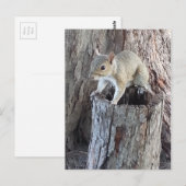 Carte Postale écureuil (Devant / Derrière)