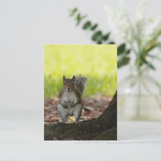 Carte postale écureuil (Debout devant)