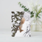 Carte Postale Écureuil (Debout devant)