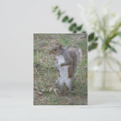 Carte Postale Écureuil (Debout devant)