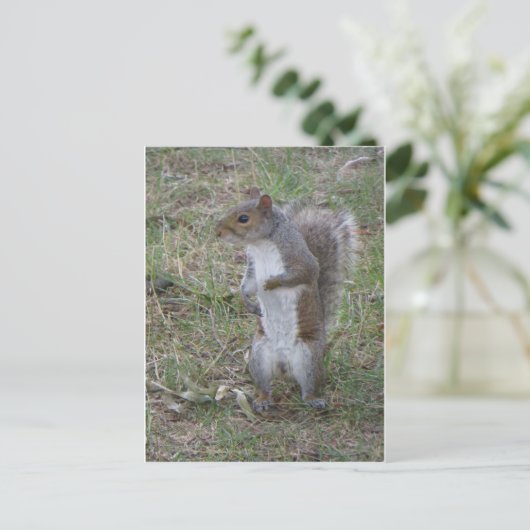 Carte Postale Écureuil (Debout devant)