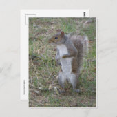 Carte Postale Écureuil (Devant / Derrière)