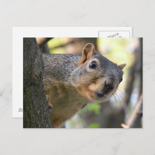 Carte postale écureuil (Devant / Derrière)
