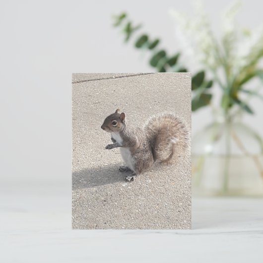 Carte Postale Écureuil (Debout devant)